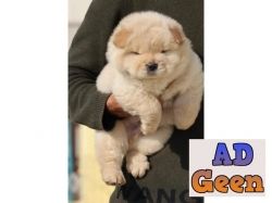 Show Quality Chow Chow Pupies Avalible